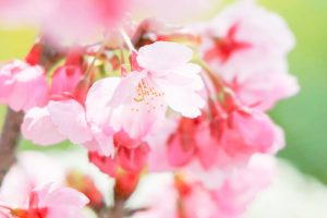 デンパーク、陽光桜、3月春の花、愛知県安城市の観光・撮影スポットの画像と写真