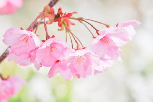 デンパーク、陽光桜、3月春の花、愛知県安城市の観光・撮影スポットの画像と写真