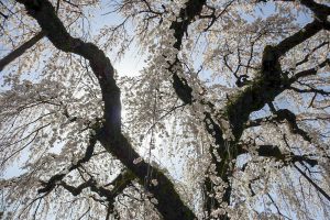 圓明寺、しだれ桜、3月春の花、愛知県犬山市の観光・撮影スポットの画像と写真