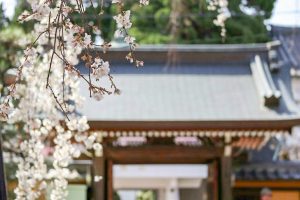 圓明寺、しだれ桜、3月春の花、愛知県犬山市の観光・撮影スポットの画像と写真