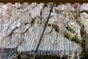 圓明寺、しだれ桜、3月春の花、愛知県犬山市の観光・撮影スポットの画像と写真