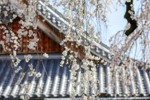 圓明寺、しだれ桜、3月春の花、愛知県犬山市の観光・撮影スポットの画像と写真