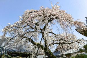 圓明寺、しだれ桜、3月春の花、愛知県犬山市の観光・撮影スポットの画像と写真