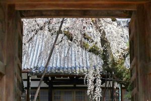 圓明寺、しだれ桜、3月春の花、愛知県犬山市の観光・撮影スポットの画像と写真