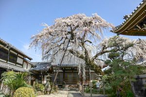 圓明寺、しだれ桜、3月春の花、愛知県犬山市の観光・撮影スポットの画像と写真