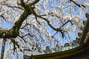 圓明寺、しだれ桜、3月春の花、愛知県犬山市の観光・撮影スポットの画像と写真