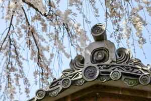 圓明寺、しだれ桜、3月春の花、愛知県犬山市の観光・撮影スポットの画像と写真