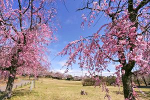 藤が丘デザイン公園、しだれ桜、3月春の花、三重県桑名市の観光・撮影スポットの画像と写真