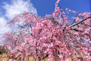 藤が丘デザイン公園、しだれ桜、3月春の花、三重県桑名市の観光・撮影スポットの画像と写真