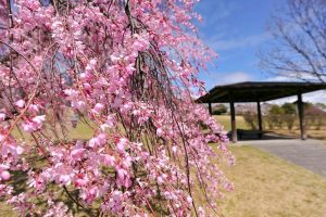 藤が丘デザイン公園、しだれ桜、3月春の花、三重県桑名市の観光・撮影スポットの画像と写真