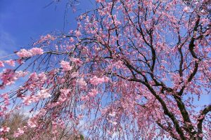 藤が丘デザイン公園、しだれ桜、3月春の花、三重県桑名市の観光・撮影スポットの画像と写真