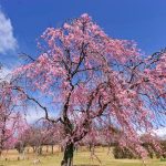藤が丘デザイン公園、しだれ桜、3月春の花、三重県桑名市の観光・撮影スポットの画像と写真