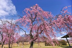 藤が丘デザイン公園、しだれ桜、3月春の花、三重県桑名市の観光・撮影スポットの画像と写真