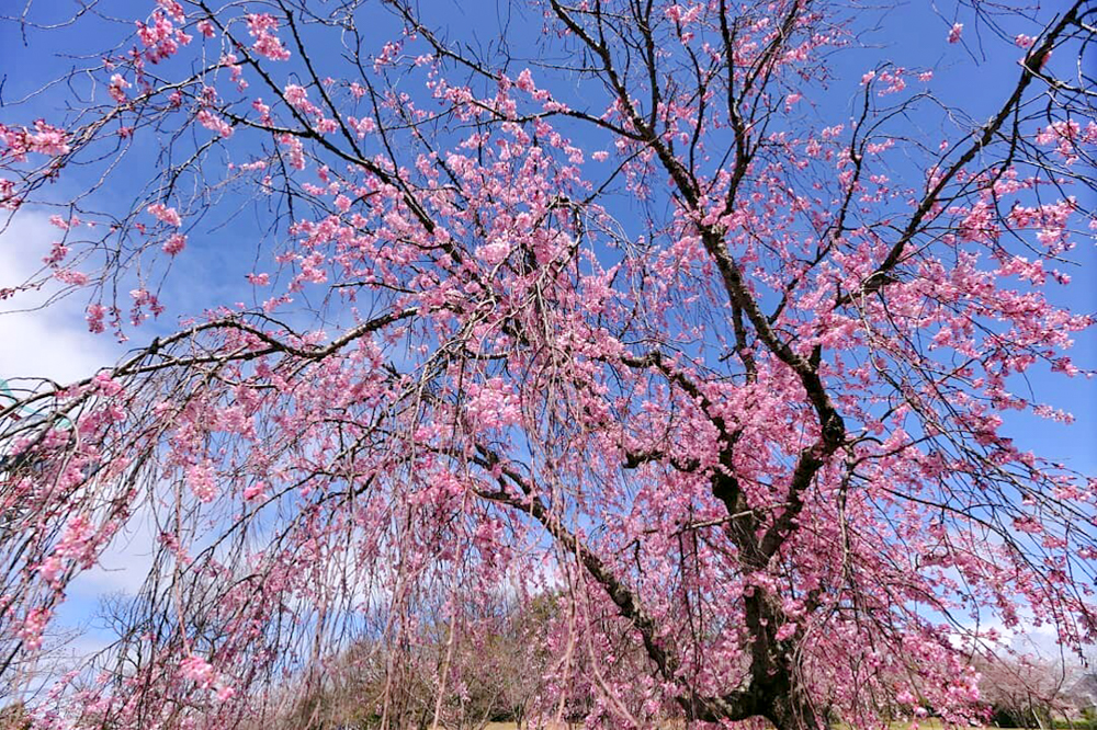 藤が丘デザイン公園、しだれ桜、3月春の花、三重県桑名市の観光・撮影スポットの画像と写真