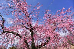 藤が丘デザイン公園、しだれ桜、3月春の花、三重県桑名市の観光・撮影スポットの画像と写真