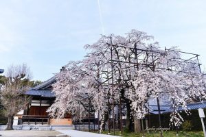 行福寺、しだれ桜、3月春の花、愛知県豊田市の観光・撮影スポットの画像と写真