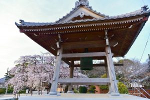 行福寺、しだれ桜、3月春の花、愛知県豊田市の観光・撮影スポットの画像と写真