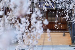 行福寺、しだれ桜、3月春の花、愛知県豊田市の観光・撮影スポットの画像と写真