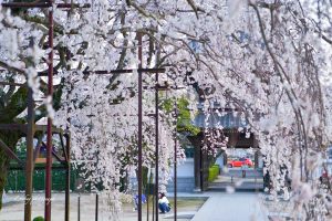 行福寺、しだれ桜、3月春の花、愛知県豊田市の観光・撮影スポットの画像と写真