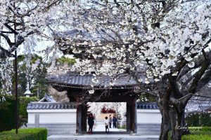 行福寺、しだれ桜、3月春の花、愛知県豊田市の観光・撮影スポットの画像と写真