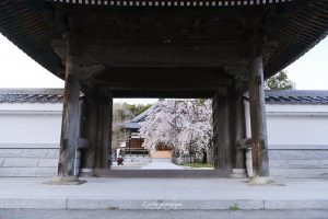 行福寺、しだれ桜、3月春の花、愛知県豊田市の観光・撮影スポットの画像と写真