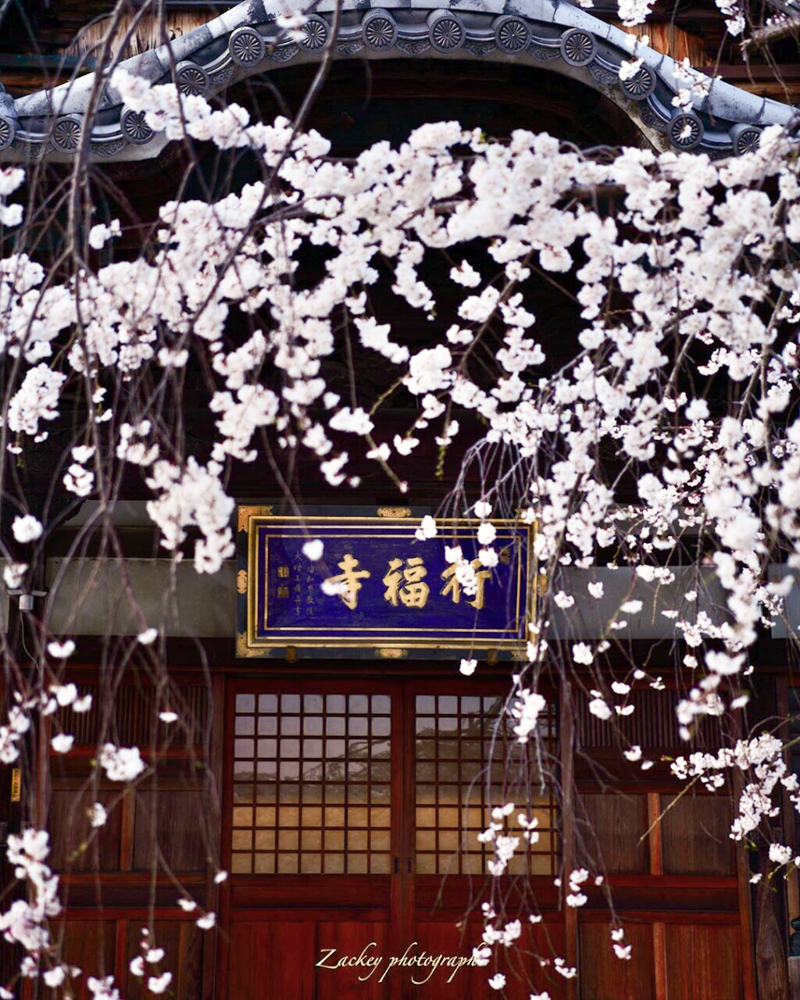 行福寺、しだれ桜、3月春の花、愛知県豊田市の観光・撮影スポットの画像と写真