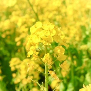 観光農園・花ひろば、菜の花、2020年3 月、春の花、愛知県知多郡南知多町の観光・撮影スポットの画像と写真 月、夏の花、愛知県知多郡南知多町の観光・撮影スポットの画像と写真
