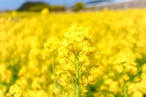 観光農園・花ひろば、菜の花、2020年3 月、春の花、愛知県知多郡南知多町の観光・撮影スポットの画像と写真 月、夏の花、愛知県知多郡南知多町の観光・撮影スポットの画像と写真