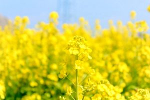 観光農園・花ひろば、菜の花、2020年3 月、春の花、愛知県知多郡南知多町の観光・撮影スポットの画像と写真 月、夏の花、愛知県知多郡南知多町の観光・撮影スポットの画像と写真