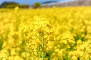 観光農園・花ひろば、菜の花、2020年3 月、春の花、愛知県知多郡南知多町の観光・撮影スポットの画像と写真 月、夏の花、愛知県知多郡南知多町の観光・撮影スポットの画像と写真