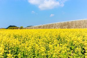 観光農園・花ひろば、菜の花、2020年3 月、春の花、愛知県知多郡南知多町の観光・撮影スポットの画像と写真 月、夏の花、愛知県知多郡南知多町の観光・撮影スポットの画像と写真