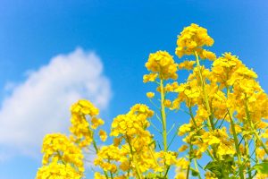観光農園・花ひろば、菜の花、2020年3 月、春の花、愛知県知多郡南知多町の観光・撮影スポットの画像と写真 月、夏の花、愛知県知多郡南知多町の観光・撮影スポットの画像と写真