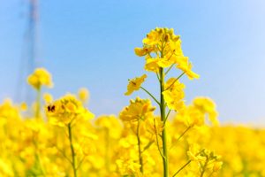 観光農園・花ひろば、菜の花、2020年3 月、春の花、愛知県知多郡南知多町の観光・撮影スポットの画像と写真 月、夏の花、愛知県知多郡南知多町の観光・撮影スポットの画像と写真