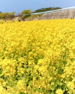 観光農園・花ひろば、菜の花、2020年3 月、春の花、愛知県知多郡南知多町の観光・撮影スポットの画像と写真 月、夏の花、愛知県知多郡南知多町の観光・撮影スポットの画像と写真