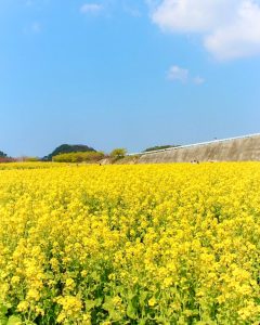 観光農園・花ひろば、菜の花、2020年3 月、春の花、愛知県知多郡南知多町の観光・撮影スポットの画像と写真 月、夏の花、愛知県知多郡南知多町の観光・撮影スポットの画像と写真