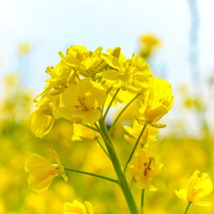 観光農園・花ひろば、菜の花、2020年3 月、春の花、愛知県知多郡南知多町の観光・撮影スポットの画像と写真 月、夏の花、愛知県知多郡南知多町の観光・撮影スポットの画像と写真