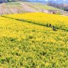 観光農園・花ひろば、菜の花、2020年3 月、春の花、愛知県知多郡南知多町の観光・撮影スポットの画像と写真 月、夏の花、愛知県知多郡南知多町の観光・撮影スポットの画像と写真