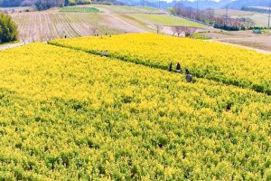 観光農園・花ひろば、菜の花、2020年3 月、春の花、愛知県知多郡南知多町の観光・撮影スポットの画像と写真 月、夏の花、愛知県知多郡南知多町の観光・撮影スポットの画像と写真