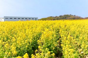 観光農園・花ひろば、菜の花、2020年3 月、春の花、愛知県知多郡南知多町の観光・撮影スポットの画像と写真 月、夏の花、愛知県知多郡南知多町の観光・撮影スポットの画像と写真