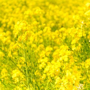 観光農園・花ひろば、菜の花、2020年3 月、春の花、愛知県知多郡南知多町の観光・撮影スポットの画像と写真 月、夏の花、愛知県知多郡南知多町の観光・撮影スポットの画像と写真