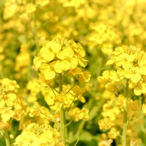 観光農園・花ひろば、菜の花、2020年3 月、春の花、愛知県知多郡南知多町の観光・撮影スポットの画像と写真 月、夏の花、愛知県知多郡南知多町の観光・撮影スポットの画像と写真