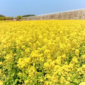 観光農園・花ひろば、菜の花、2020年3 月、春の花、愛知県知多郡南知多町の観光・撮影スポットの画像と写真 月、夏の花、愛知県知多郡南知多町の観光・撮影スポットの画像と写真