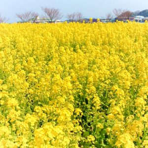 観光農園・花ひろば、菜の花、2020年3 月、春の花、愛知県知多郡南知多町の観光・撮影スポットの画像と写真 月、夏の花、愛知県知多郡南知多町の観光・撮影スポットの画像と写真
