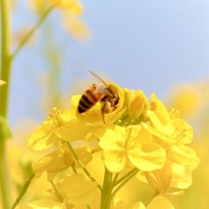 観光農園・花ひろば、菜の花、2020年3 月、春の花、愛知県知多郡南知多町の観光・撮影スポットの画像と写真 月、夏の花、愛知県知多郡南知多町の観光・撮影スポットの画像と写真
