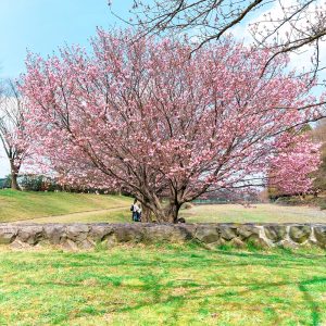 羽根谷だんだん公園、桜並木、3月春の花、岐阜県海津市の観光・撮影スポットの画像と写真