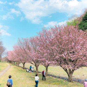 羽根谷だんだん公園、桜並木、3月春の花、岐阜県海津市の観光・撮影スポットの画像と写真