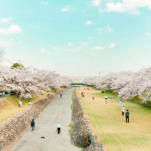 羽根谷だんだん公園、桜並木、3月春の花、岐阜県海津市の観光・撮影スポットの画像と写真