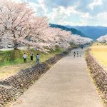 羽根谷だんだん公園、桜並木、3月春の花、岐阜県海津市の観光・撮影スポットの画像と写真