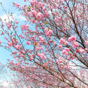 羽根谷だんだん公園、桜並木、3月春の花、岐阜県海津市の観光・撮影スポットの画像と写真