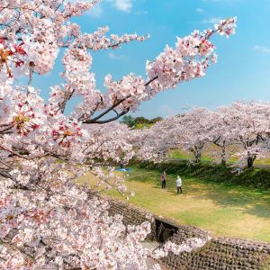 羽根谷だんだん公園、桜並木、3月春の花、岐阜県海津市の観光・撮影スポットの画像と写真